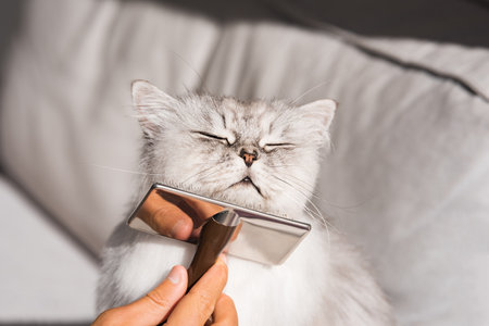 Combing lovely cute grey longhaired persian cat. Fluffy cat loves being brushed. High quality photoの写真素材