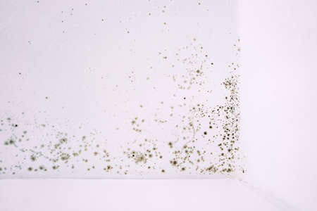 Fungus mold on the white ceiling corner.の写真素材