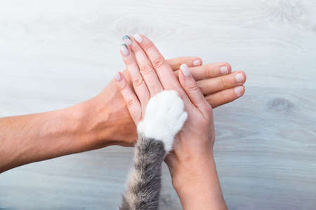 Couple or family hands and cat paw on the top. Human and the animal connection. Trust and friendship...