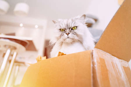 Beautiful grey cat sitting in a cardboard box. Cat loves to chill in box.の写真素材