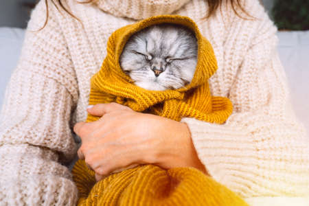 Woman in cozy sweater holding cute cat in plaid. Cat resting and warming under a soft blanket in cold autumn or winter weather. Cozy warm imageの写真素材