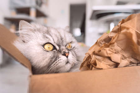 Beautiful playful grey cat with big green eyes lying in cardboard boxの写真素材