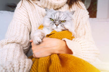 Woman in cozy sweater holding in arms grumpy cat in plaid. Cat resting and warming under a soft blanket in cold autumn or winter weatherの写真素材