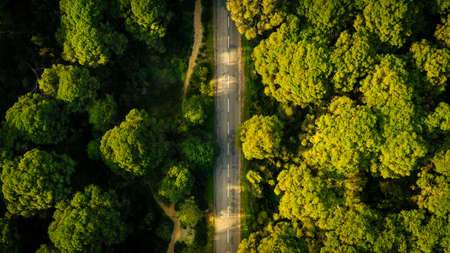 Top view of green coniferous forest with asphalt road. Aerial nature scene of stone pine trees at...