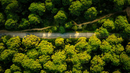 Top view of green coniferous forest with asphalt road. Aerial view nature scene of stone pine trees at sunset and countryside road. Portugalの写真素材
