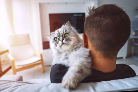 Grey fluffy cat with big green eyes sitting on his owner shoulder. Young man resting with his pet on the sofa in the living. Domestic life and animals at homeの写真素材