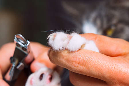 Close up of man cutting cat claws with nail clipper or claws trimmer. Pet grooming. Cat claws care.の写真素材