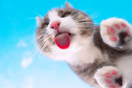 Bottom view of funny cat with pink nose licking invisible glass on a blue sky background. Funny pet or animal wallpaper or postcard idea. Cat paws with pink and black pillowsの写真素材