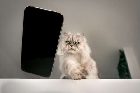 Naughty playful bad cat throwing or dropping mobile phone on the floor from the table. Cat playing...