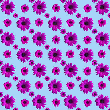 Beautiful violet or purple daisy flower heads seamless pattern on blue background. Top view of...