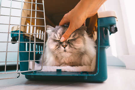 Woman petting her beautiful relaxed persian cat lying inside plastic pet carrier or travel box. Pet transportation.の写真素材