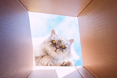 Funny cute playful persian cat looking in cardboard box. Cat loves to play with boxの写真素材