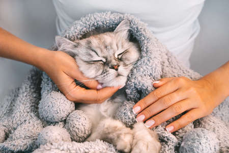 Woman petting cute cat in warm soft blanket. Sweet cat napping in woman arms. Human and pets love conceptの写真素材