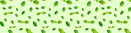 Fresh green basil leaves isolated on green background. Top view. Flat lay. Seamless patternの写真素材