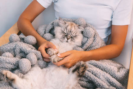 Cute cat sleeping in woman arms. Cat napping in warm blanket. Human and cats love and trust conceptの写真素材