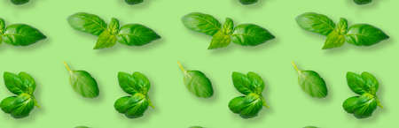 Seamless pattern of fresh green basil leaves isolated on green background. Top view. Flat layの写真素材
