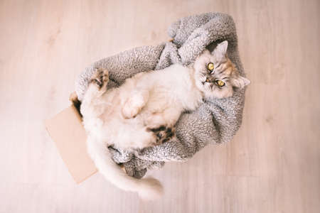 Beautiful grey funny cat relaxing in a cardboard box with soft cozy blanketの写真素材