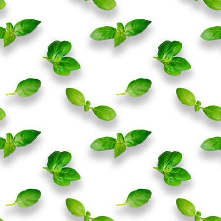 Basil leaves seamless pattern isolated on white background. Top view. Flat layの写真素材