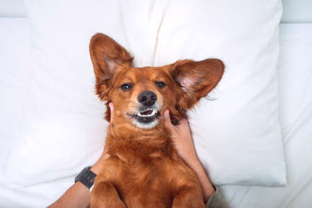 Funny dog in bed. Happy smiling dachshund lying on white pillowの写真素材