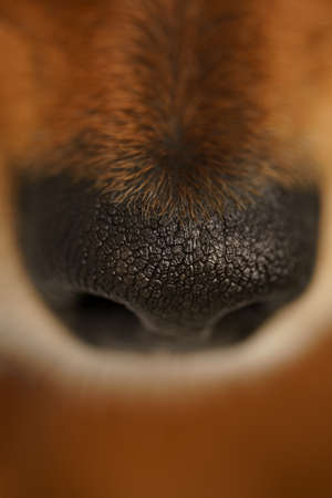 Closeup of black dog nose. Macro viewの写真素材