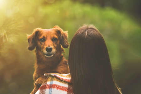 Dachshund dog sitting on owners arms and looking over her shoulder. Dog and woman togetherの写真素材