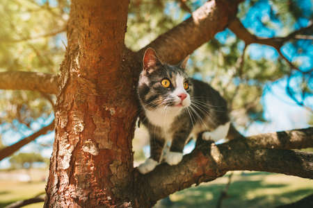 Cute cat sitting on a tree outdoors in nature on a sunny dayの写真素材