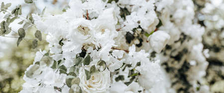 Arch decor with white flowers for a wedding ceremony in natureの写真素材