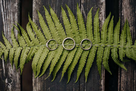 Two wedding rings and an engagement ring lie on a fern plant on a wooden tableの写真素材