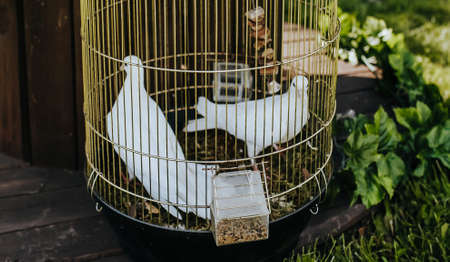 White doves in a golden cage at a wedding on the lawnの写真素材