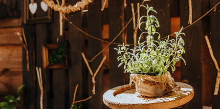 Composition of wooden rustic kitchen table outdoors with decor of plants, vegetables. Country house in summerの写真素材