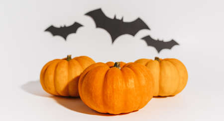 Fresh ripe orange pumpkin on white background. Space with bats Halloween conceptの写真素材