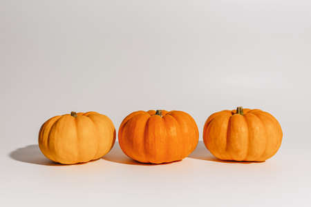 Fresh ripe orange pumpkins on white background. Space for text mockup Halloween conceptの写真素材