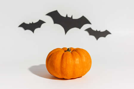 Fresh ripe orange pumpkin on white background. Space with bats Halloween conceptの写真素材
