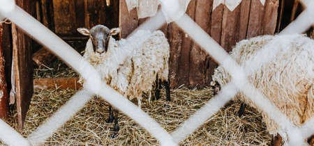 Sheep in the corral behind the net. Rustic farm. Livestockの写真素材