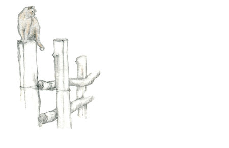 Pencil sketch, illustration of a cat on a fence, hand-drawn in pale colors, isolated on a white background.の写真素材