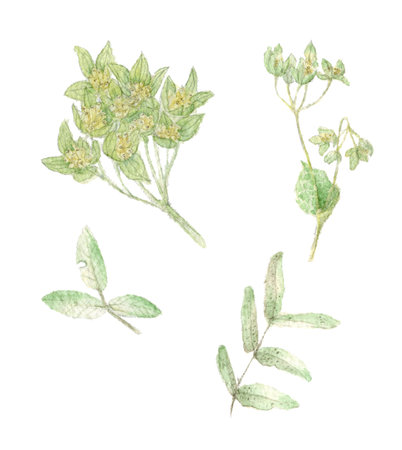 Watercolor set with individual illustration elements of green leaves and buds drawn by hand in a botanical way on a white background.の写真素材