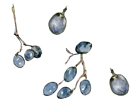 Watercolor illustration of violet grapes in the sketch style, drawn by hand isolated on white background.の写真素材