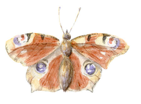 Hand painted watercolor peacock butterfly clipart isolated on white background. Boho, rustic country style illustration in a realistic manner.の写真素材