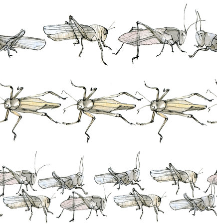 Watercolor illustration grasshoppers locusts , seamless stripes set, a pastel color sketch isolated on a white background. Elegant insects drawn by hand with ink.の写真素材