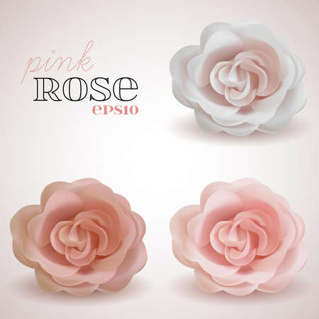 Set of vector realistic pink Rose isolated on pinkbackgroundのイラスト素材