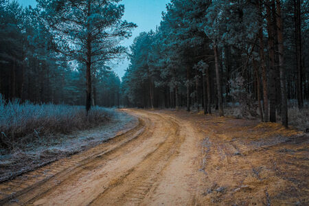 sandy road in the forestの写真素材