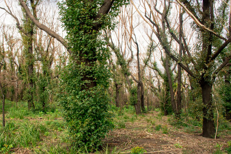 Australian bushfires aftermath: eucalyptus tree 6 months after severe fire damage. Eucalyptus can survive and re-sprout from buds under their bark or from a lignotuber at the base of the tree.の写真素材