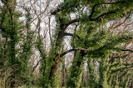 Australian bushfires aftermath: eucalyptus tree 6 months after severe fire damage. Eucalyptus can survive and re-sprout from buds under their bark or from a lignotuber at the base of the tree.の写真素材
