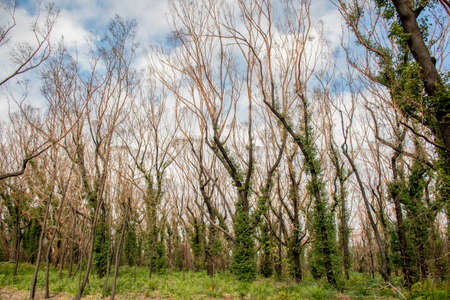Australian bushfires aftermath: eucalyptus tree 6 months after severe fire damage. Eucalyptus can survive and re-sprout from buds under their bark or from a lignotuber at the base of the tree.の写真素材