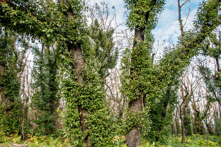 Australian bushfires aftermath: eucalyptus tree 6 months after severe fire damage. Eucalyptus can survive and re-sprout from buds under their bark or from a lignotuber at the base of the tree.の写真素材