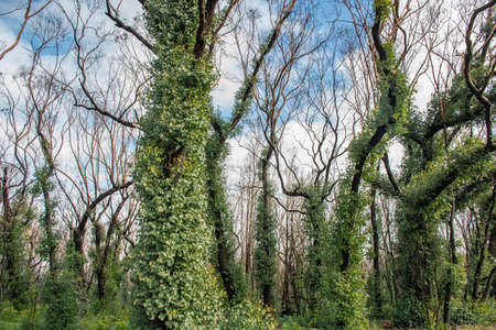 Australian bushfires aftermath: eucalyptus tree 6 months after severe fire damage. Eucalyptus can survive and re-sprout from buds under their bark or from a lignotuber at the base of the tree.の写真素材