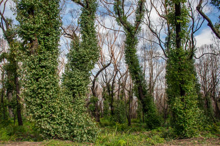 Australian bushfires aftermath: eucalyptus tree 6 months after severe fire damage. Eucalyptus can survive and re-sprout from buds under their bark or from a lignotuber at the base of the tree.の写真素材