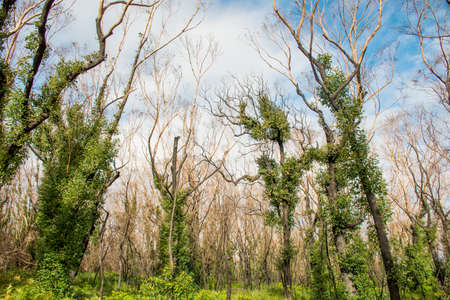 Australian bushfires aftermath: eucalyptus tree 6 months after severe fire damage. Eucalyptus can survive and re-sprout from buds under their bark or from a lignotuber at the base of the tree.の写真素材