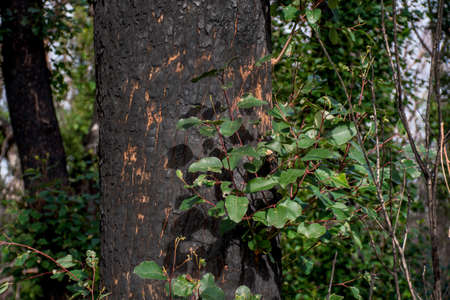 Australian bushfires aftermath: eucalyptus tree 6 months after severe fire damage. Eucalyptus can survive and re-sprout from buds under their bark or from a lignotuber at the base of the tree.の写真素材