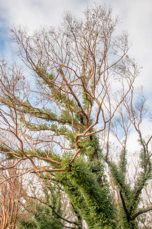 Australian bushfires aftermath: eucalyptus tree 6 months after severe fire damage. Eucalyptus can survive and re-sprout from buds under their bark or from a lignotuber at the base of the tree.の写真素材